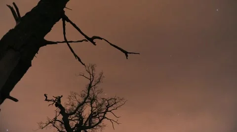 Night Trees, Clouds and Stars Timelapse Stock Footage 976351