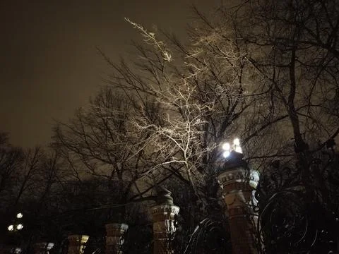 Night trees in the light of lanterns Stock Photos