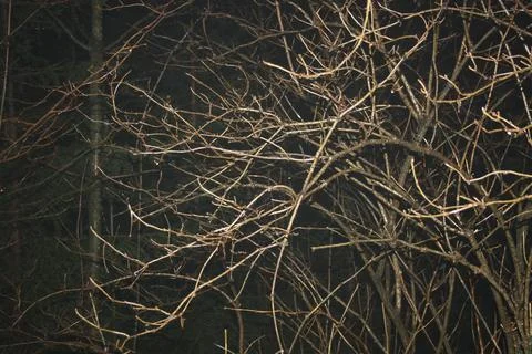 Night. Trees Stock Photos