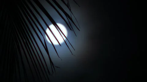 Night in tropics with palm tree and full moon. Stock Footage