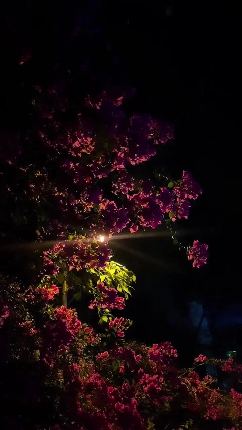 Night Video 📸 Stockbeeldmateriaal 304281635