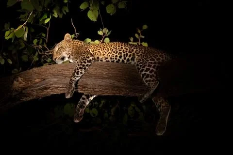 Night view of angry leopard over branch taking a nap Foto stock