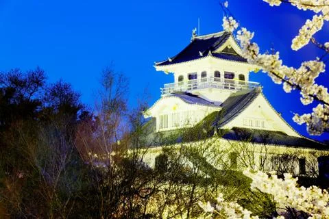 Night view of Blossoming cherry trees Stock Photos