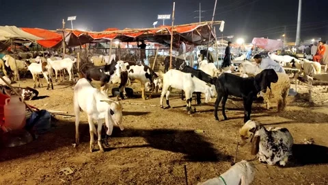 A night view of Eid Ul Adha Bakra Mandi 動画素材 200120156