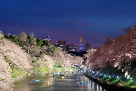 Night view of massive cherry blossoming with Tokyo tower as background. Photo Stock Photos