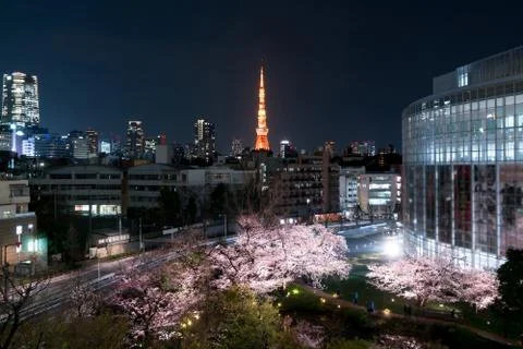 Night view of massive cherry blossoming with Tokyo tower, Japan as background Stock Photos