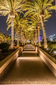 Night view of a palm lined path to the Museum of Islamic Art in Doha, Qatar Stock Photos