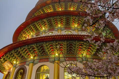 Night view of the pink cherry tree blossom in Tianyuan Place Foto stock
