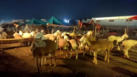 A night view of some Sheeps in Bakra Mandi 動画素材 200120377