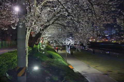 Night view of spring oncheoncheon stream, Busan, South Korea, Asia. Foto stock