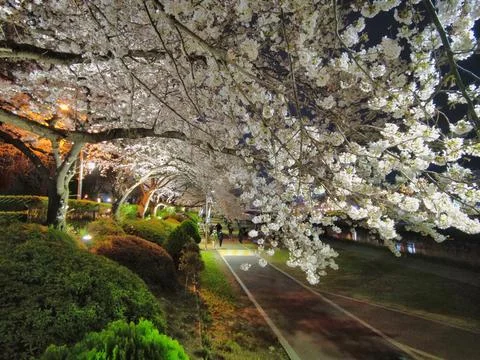 Night view of spring oncheoncheon stream, Busan, South Korea, Asia. Stock Photos