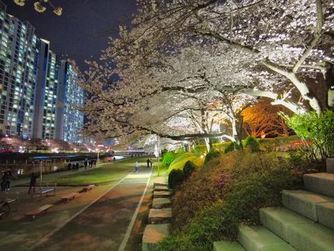 Night view of spring oncheoncheon stream, Busan, South Korea, Asia. Stock Photos