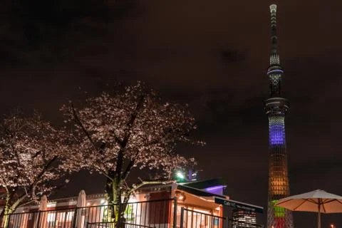 Night view of Tokyo Skytree with the Cherry Blossom along Sumida river bank. 스톡 사진