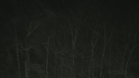 Night View of Trees in Blizzard, New England Snow Storm, 4k Time Lapse Stock Footage 89779274