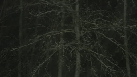 Night View of Trees in Blizzard, New England Snow Storm, 4k Time Lapse Stock Footage 89782677