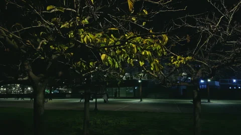 Night View of Trees with Illuminated Leaves in Urban Area Stock Footage 280258757