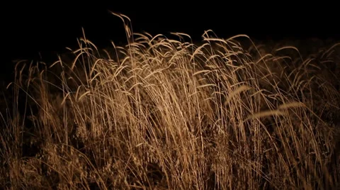Night view wheatfield Stock Footage 34357293