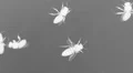 Night vision macro close up of Bees swarming against a skylight HD Footage