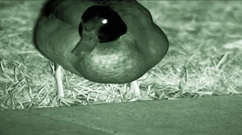 Night vision shot of a Duck (Anas platyrhynchos) feeding  Stock Footage 45532069