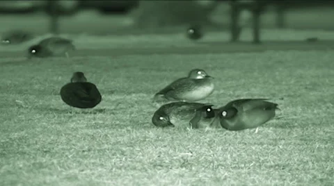 Night vision shot of ducks (Anas platyrhynchos) feeding  Stock Footage 45532084