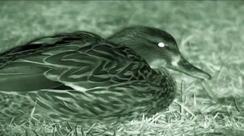 Night vision shot of ducks (Anas platyrhynchos) feeding  Stock Footage 45532101