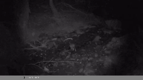 Night Vision Trail Cam: Cute Wild Pup Drinking Water Stock Footage 340751693