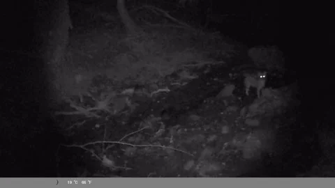 Night Vision Trail Cam: Small Wild Animal by the Creek with Glowing Eyes Stock Footage 340873795