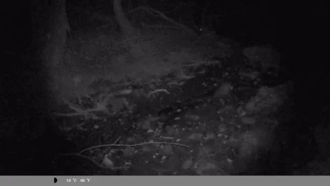 Night Vision Trail Cam: Small Mammal Foraging in the Woods Near Creek Stock Footage 340874208
