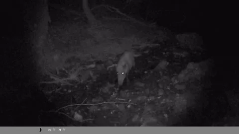 Night Vision Trail Cam of Wild Boar Drinking Water and Exploring Forest Stock Footage 340633439