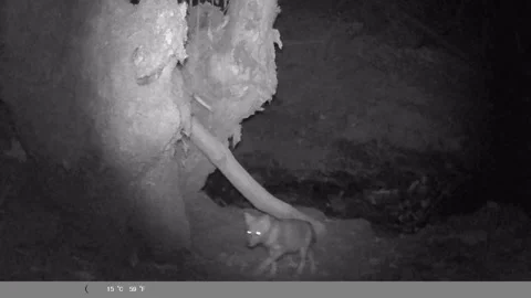 Night Vision Trail Cam: Wild Jackal Pup Exploring Forest at Night Stock Footage 341803516