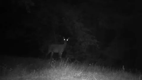 Night vision trail camera footage of a deer staring with glowing eyes Stock Footage 340148912