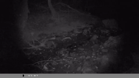 Night Vision Wildlife Camera Stock Footage 340504486