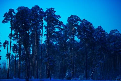 Night in winter forest Stock Photos