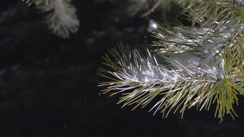 A night in a winter pine forest Stock Footage 223284806