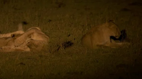 At night, young lion playing Stock Footage 12649555