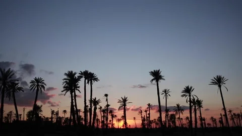 Nightfall in the desert surrounded by palm trees. Concept of travel. Video stock 138832315