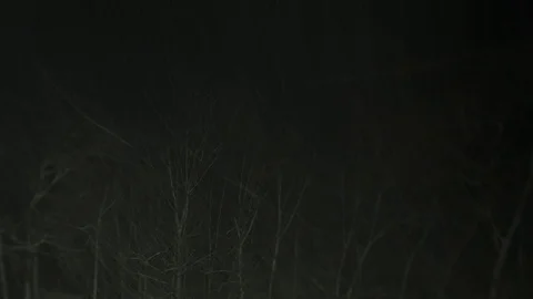 Nightime Blizzard of Forest in Gloucester, Mass, Time Lapse Stock Footage 89778231