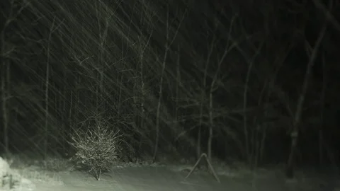 Nightime Blizzard Time Lapse with Trees Video stock 89673916