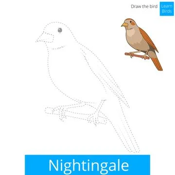 Nightingale bird learn to draw vector Stock Illustration