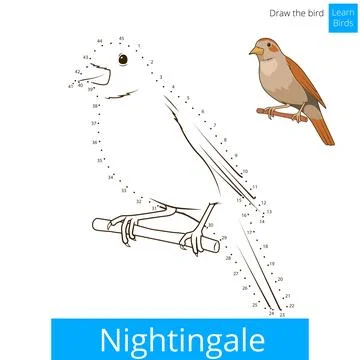 Nightingale bird learn to draw vector Stock Illustration