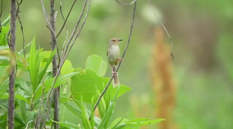 Nightingale bird perched on branch Stock Footage 335662091