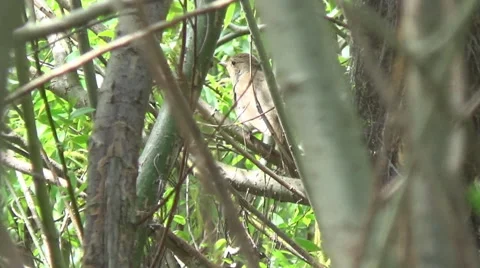 The nightingale in the bushes 스톡 동영상 49912429