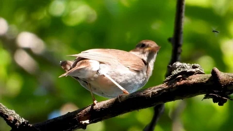 Nightingale is eating a mosquito while singing Stock Footage 112981638