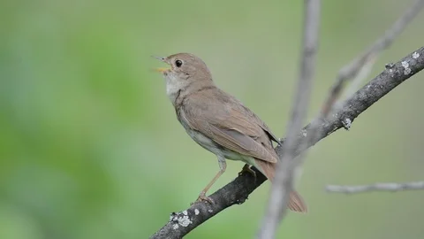 Nightingale. Video stock 86020885