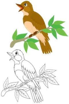 Nightingale Stock Illustration