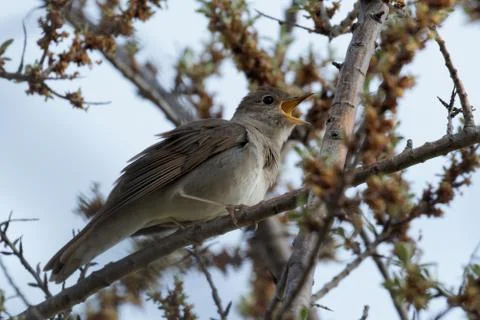 Nightingale Stock Photos