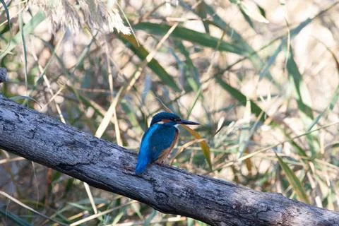 Nightingale Stock Photos