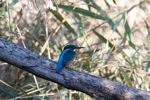 Nightingale Stock Photos