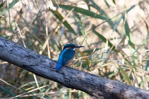 Nightingale Stock Photos