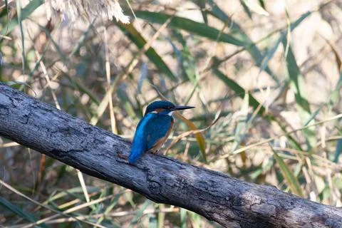 Nightingale Stock Photos